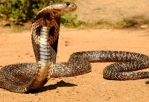 A king cobra raises its hood while resting on sandy ground in a natural habitat, HD Desktop Wallpaper