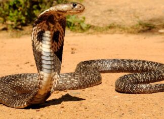 A king cobra raises its hood while resting on sandy ground in a natural habitat, HD Desktop Wallpaper