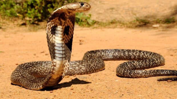 A king cobra raises its hood while resting on sandy ground in a natural habitat, HD Desktop Wallpaper