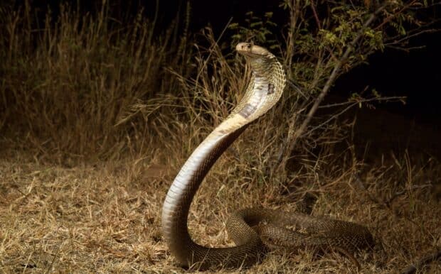 A king cobra is rising in a dry grass area showing its hood display, HD Desktop Wallpaper