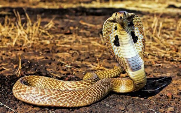 A king cobra raising its hood on dry soil in a natural habitat, 2K Desktop Wallpaper