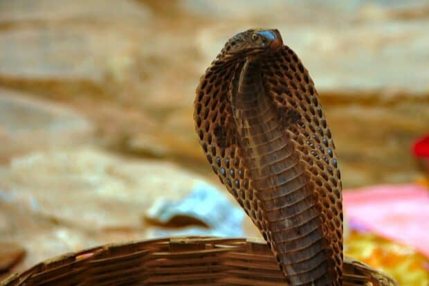 A king cobra rising from a basket with its hood spread in a natural setting, HD Desktop Wallpaper