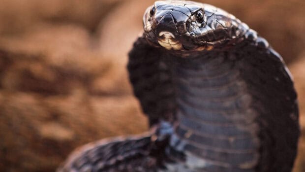 A close up of a king cobra showing its detailed scales and hood, 2K Desktop Wallpaper