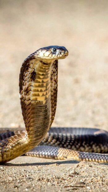 A king cobra raising its hood on sandy ground showing its distinctive scales, HD Phone Wallpaper