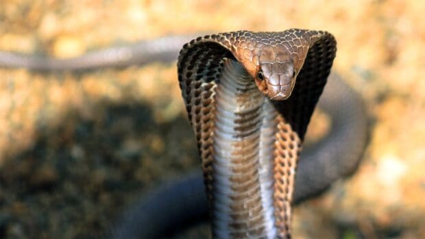 A king cobra is seen displaying its hood in a natural outdoor setting, 2K Desktop Wallpaper