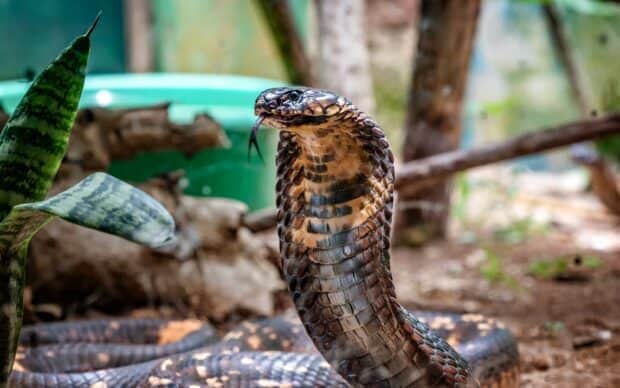 A king cobra with its hood expanded is shown in its natural environment, 2K Desktop Wallpaper