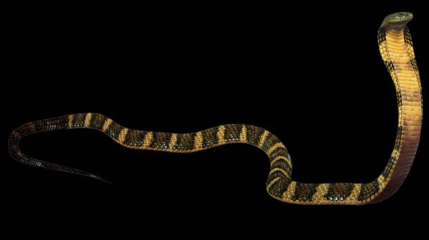 A king cobra is shown raised and alert on a black background, 2K Desktop Wallpaper