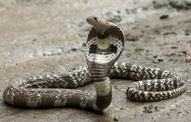 A king cobra is raised with its hood expanded standing on rough ground, HD Desktop Wallpaper