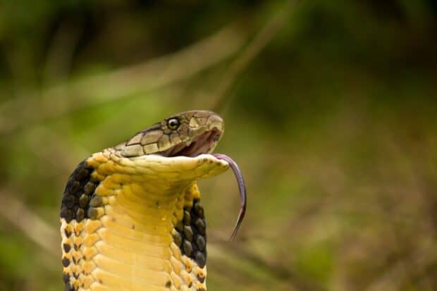 A King Cobra with its tongue out is captured in a natural green environment, 2K Desktop Wallpaper