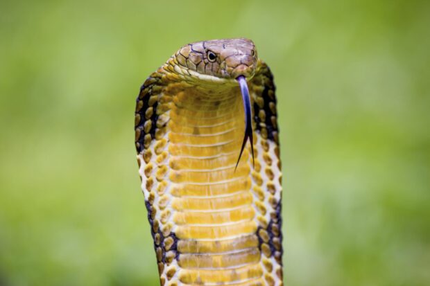 A close up of a king cobra with its tongue flicking out in a green natural environment, HD Desktop Wallpaper