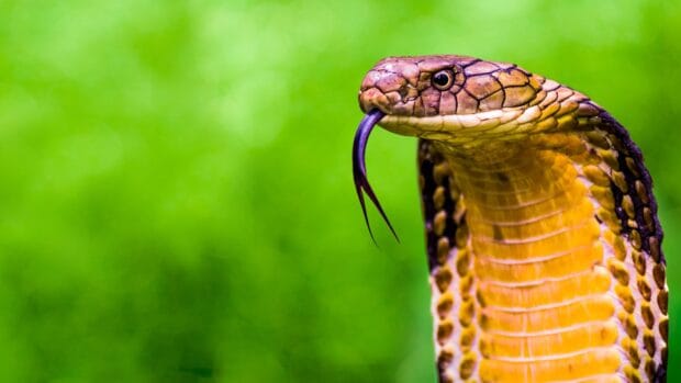 A close up of a king cobra flicking its tongue in a green natural setting, 4K Desktop Wallpaper