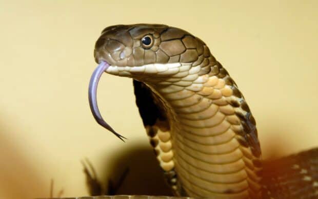 A close up of a king cobra showing its tongue and detailed scales, 2K Desktop Wallpaper