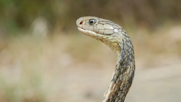 A close up of a king cobra with its hood partially raised in a natural setting, 4K Desktop Wallpaper
