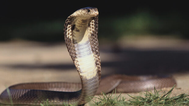 A king cobra is raising its hood while resting on the ground, 4K Desktop Wallpaper