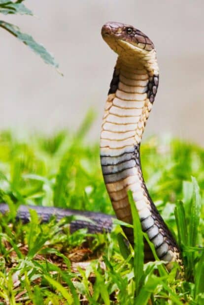 A king cobra is rising from the grass with its hood expanded, HD Mobile Wallpaper