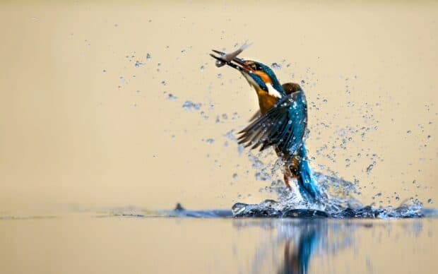 A kingfisher bird is emerging from the water with a fish in its beak, Kingfisher Bird Wallpapers, HD Desktop Wallpaper