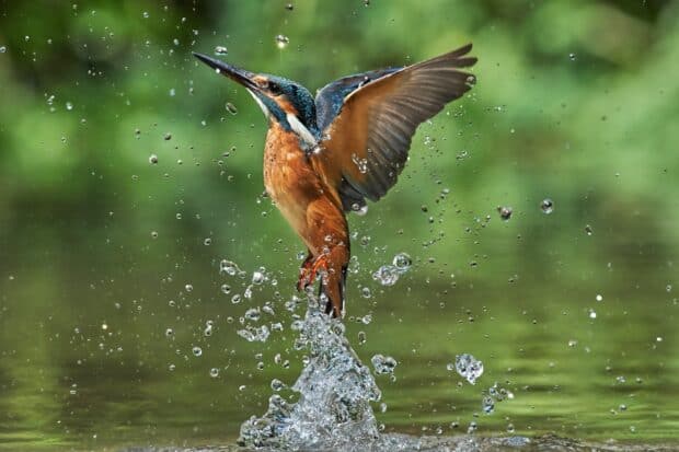 A kingfisher bird is flying above the water after catching a fish in its beak, HD Desktop Wallpaper