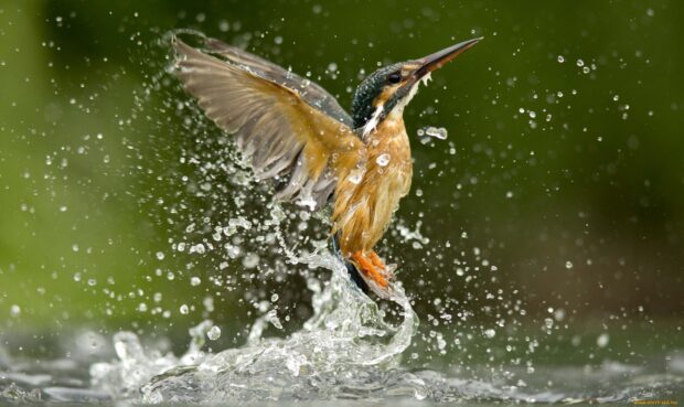 A kingfisher bird is emerging from the water after catching a fish in its beak, HD Desktop Wallpaper