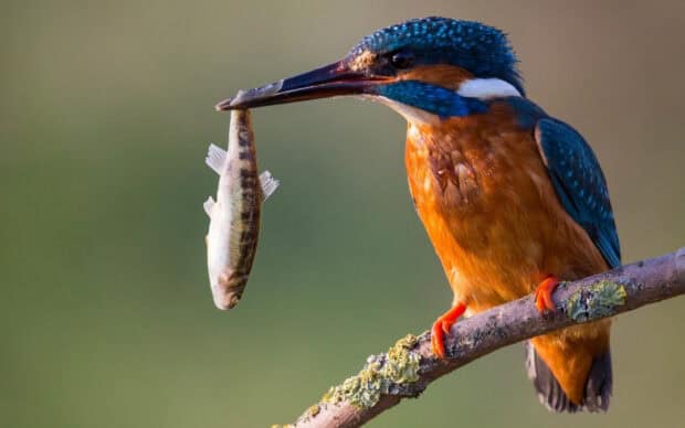 A kingfisher bird holds a small fish in its beak while perched on a branch, 2K Desktop Wallpaper