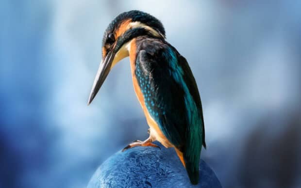 A kingfisher bird perched thoughtfully on a textured blue globe against a soft blurred background, HD Desktop Wallpaper