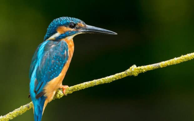 A vibrant kingfisher bird with blue and orange feathers sitting on a moss covered branch, 2K Desktop Wallpaper