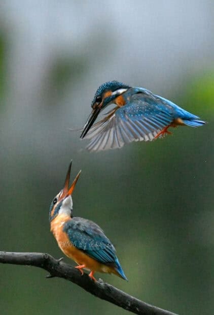 Two kingfisher birds interacting on a branch with one in flight, HD Phone Wallpaper