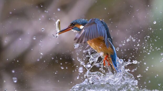 A kingfisher bird catching a small fish while flying above the water splash, HD Desktop Wallpaper