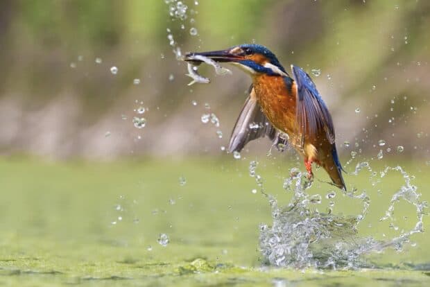 A kingfisher bird catching a small fish while flying above the water surface, HD Desktop Wallpaper