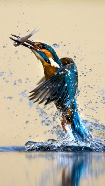A kingfisher bird catching a fish while emerging from the water with splashes around, HD Mobile Wallpaper