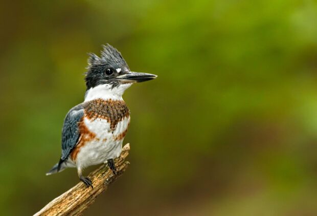 A kingfisher bird perched on a branch with a blurred green background in nature, HD Desktop Wallpaper