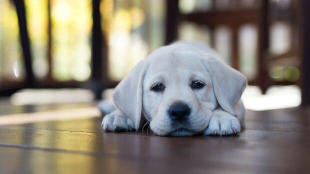 A peaceful Labrador puppy is lying on the wooden floor with soft sunlight in the background, 4K Desktop Wallpaper