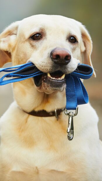 A Labrador holding a blue leash in its mouth looking attentive, HD Phone Wallpaper