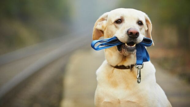 A friendly Labrador holding a blue leash while sitting by the railway track, HD Desktop Wallpaper