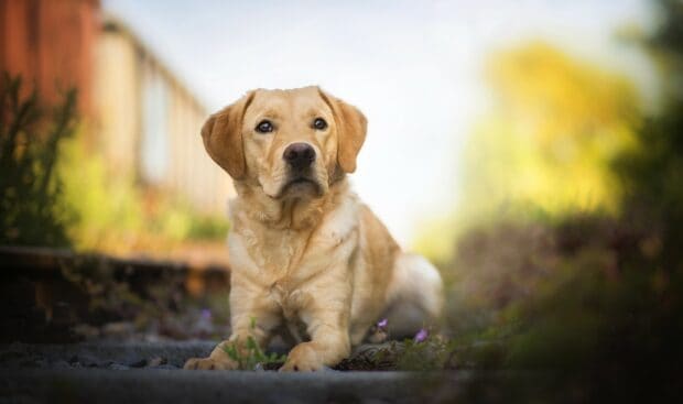 A Labrador is lying on the ground near railway tracks surrounded by greenery, HD Desktop Wallpaper