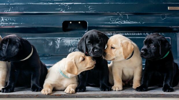 Labrador puppies sitting closely on a wooden floor with a metal background, 2K Desktop Wallpaper