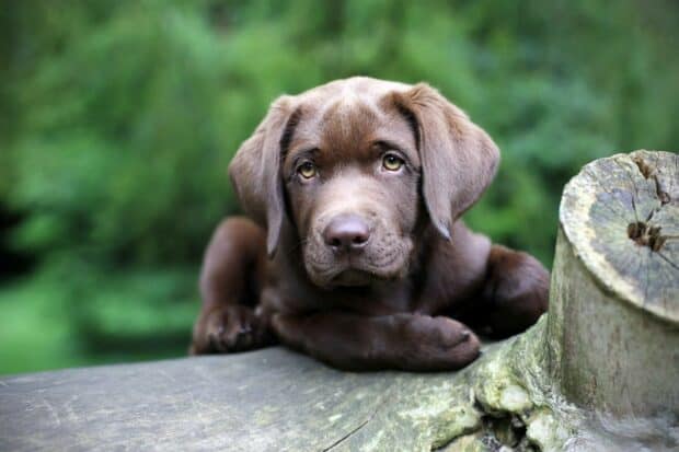 A brown Labrador puppy resting on a tree trunk in a green forest, HD Desktop Wallpaper