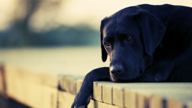 A black Labrador resting its head on a wooden deck with a blurred background, HD Desktop Wallpaper