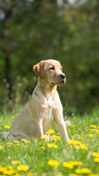 A Labrador sitting calmly among yellow flowers in a green field, HD Phone Wallpaper