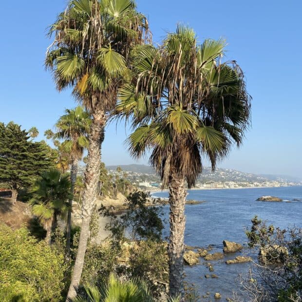 A scenic view of Laguna Beach with palm trees and ocean waves, HD Desktop Wallpaper