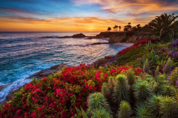 Laguna Beach shows vibrant flowers and ocean at sunset, HD Desktop Wallpaper