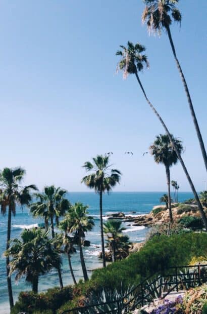 A scenic view of palm trees and the ocean at Laguna Beach with clear blue skies, HD Phone Wallpaper