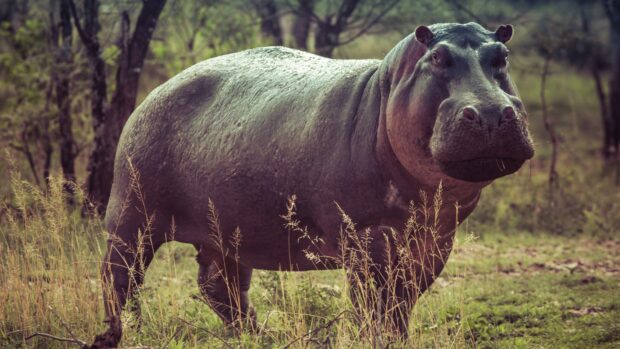 A large hippopotamus is standing among tall grass in its natural habitat, 4K Desktop Wallpaper