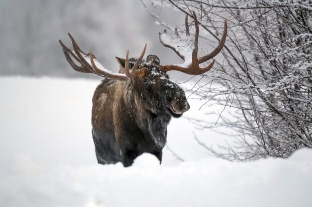 A moose is standing in the snow near frosted tree branches in a winter forest, 2K Desktop Wallpaper