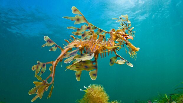A leafy seahorse moves slowly through the clear ocean water among seaweed, HD Desktop Wallpaper