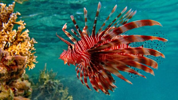 A lionfish is swimming close to a coral reef in a tropical fish environment, 4K Desktop Wallpaper