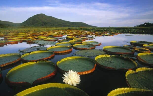 A white flower blooms among large green lily pads in Pantanal Matogrossense landscape, HD Desktop Wallpaper