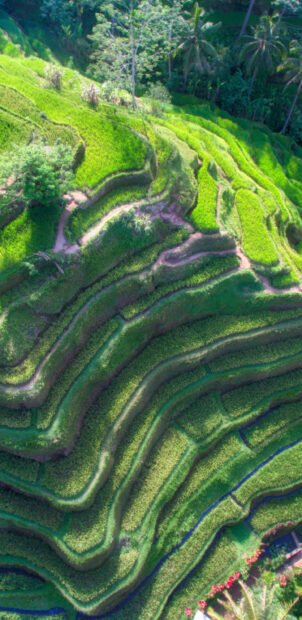Aerial view of Banaue Rice Terraces showing lush green fields and trees, 2K Phone Wallpaper