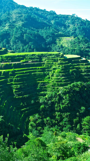 The beautiful Banaue rice terraces extend across the mountain slopes in bright green, HD Phone Wallpaper