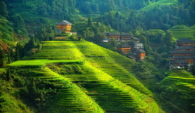 The Banaue rice terraces show lush green fields with traditional houses scattered in the valley, HD Desktop Wallpaper