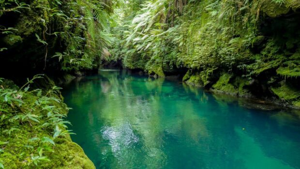 A clear river flows through the lush green forest in Espiritu Santo Vanuatu, HD Desktop Wallpaper